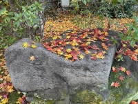 秋のお酒のご紹介