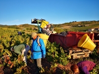 2025年のボジョウれーヌーボー和美味しくなりそうですよ!