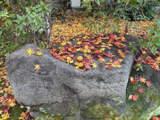 秋のお酒のご紹介