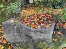 秋のお酒のご紹介